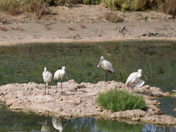 <h3>Platalea leucorodia / Eurasian spoonbill / Lepelaar</h3>OM-1 Mark II with OLYMPUS M.150-400mm F4.5 TC, 1/2000 sec at F5.6, ISO 640, distance 77.9 m